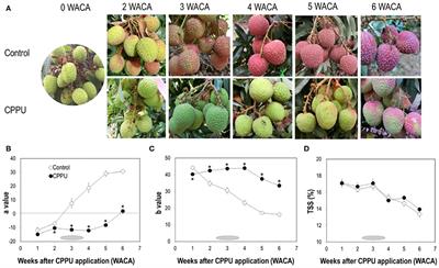 Residue Analysis and the Effect of Preharvest Forchlorfenuron (CPPU) Application on On-Tree Quality Maintenance of Ripe Fruit in “Feizixiao” Litchi (Litchi chinensis Sonn.)